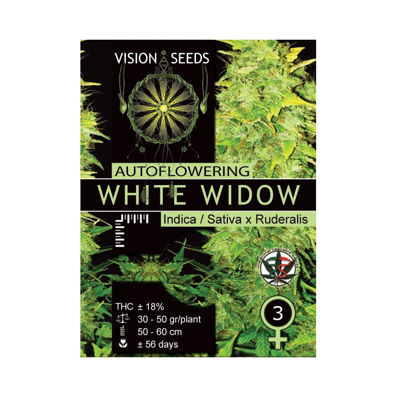 White widow auto vision seeds