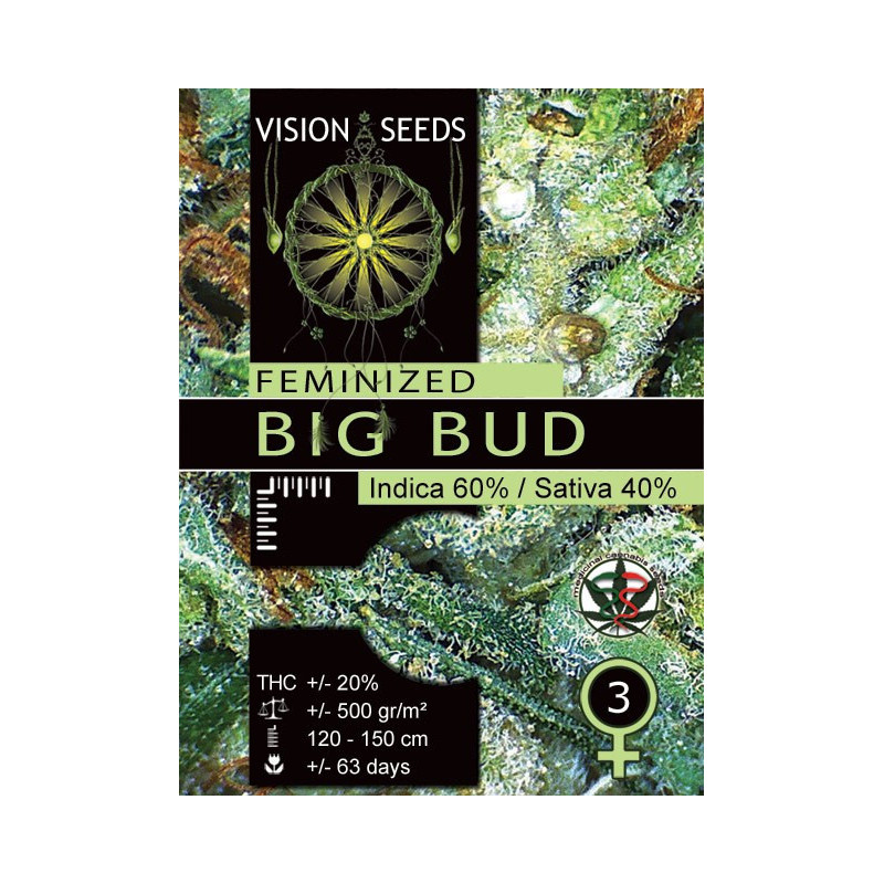 Big bud vision seeds féminisée