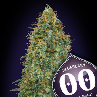 Blueberry Féminisée - 00 Seeds Bank - Graines de cannabis de collection