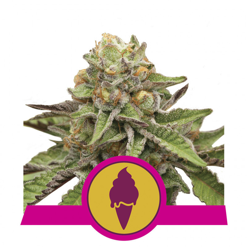 Green gelato royal queen seeds féminisée