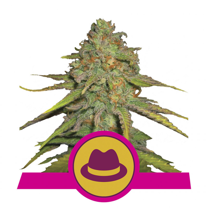 Og kush royal queen seeds féminisée