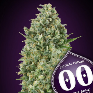 Critical Poison Féminisée - 00 Seeds Bank - Graines de cannabis de collection