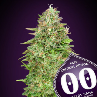 Critical Poison Fast Féminisée - 00 Seeds Bank - Graines de cannabis de collection