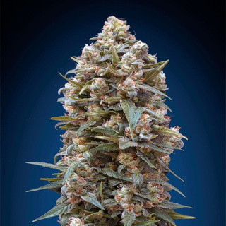 00 kush féminisée - 00 seeds bank Graines de Collection