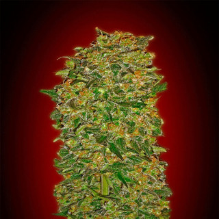 Chocolate kush féminisée 00 seeds bank Graines de Collection