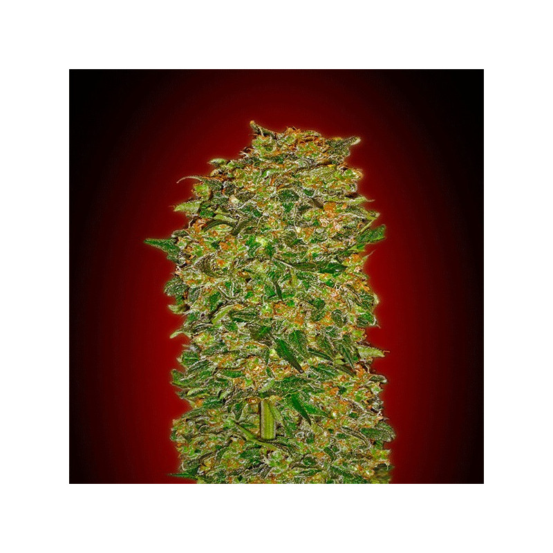 Chocolate kush féminisée 00 seeds bank Graines de Collection