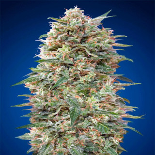 California kush féminisée - 00 seeds bank Graines de Collection
