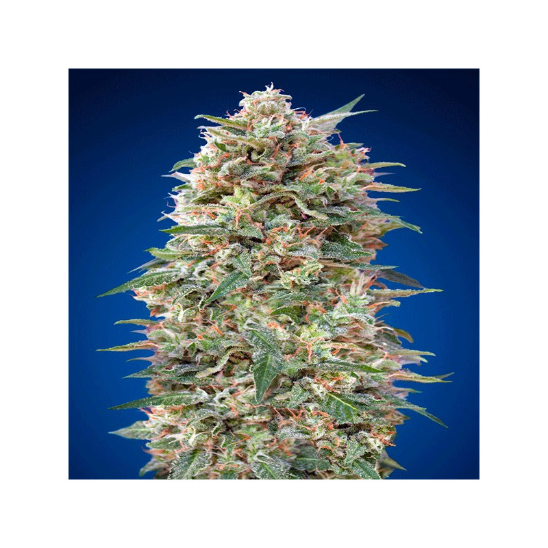 California kush féminisée - 00 seeds bank California kush féminisée - 00 seeds bank