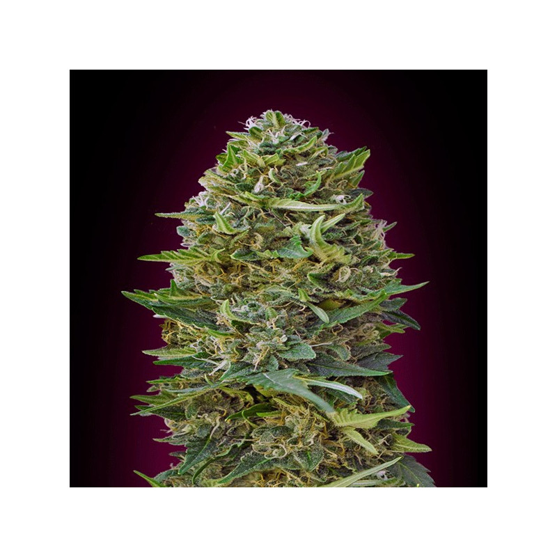 Caramel kush féminisée - 00 seeds bank Caramel kush féminisée - 00 seeds bank