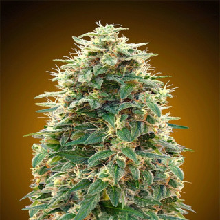 Auto 00 cheese 00 seeds bank