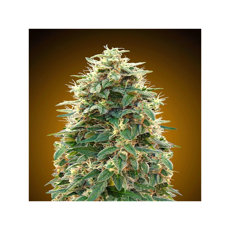 Auto 00 cheese 00 seeds bank Graines de Collection