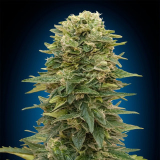 Auto afghan mass 00 seeds bank