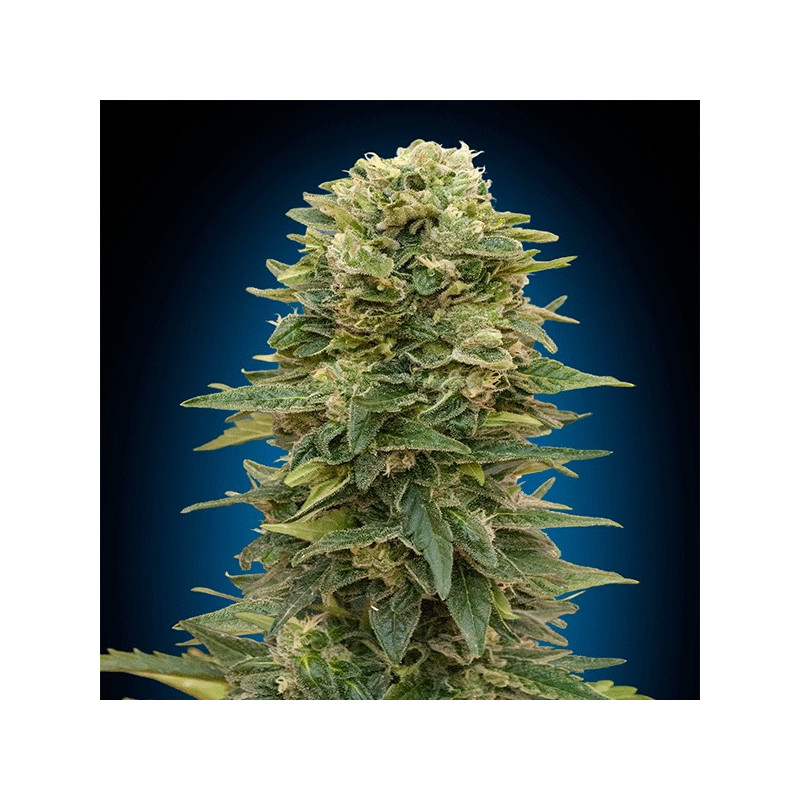Auto afghan mass 00 seeds bank Graines de Collection