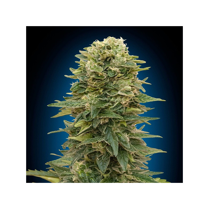 Auto afghan mass 00 seeds bank