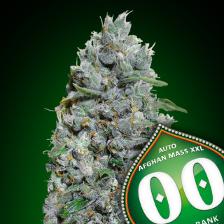 Auto afghan mass XXL - 00 seeds bank