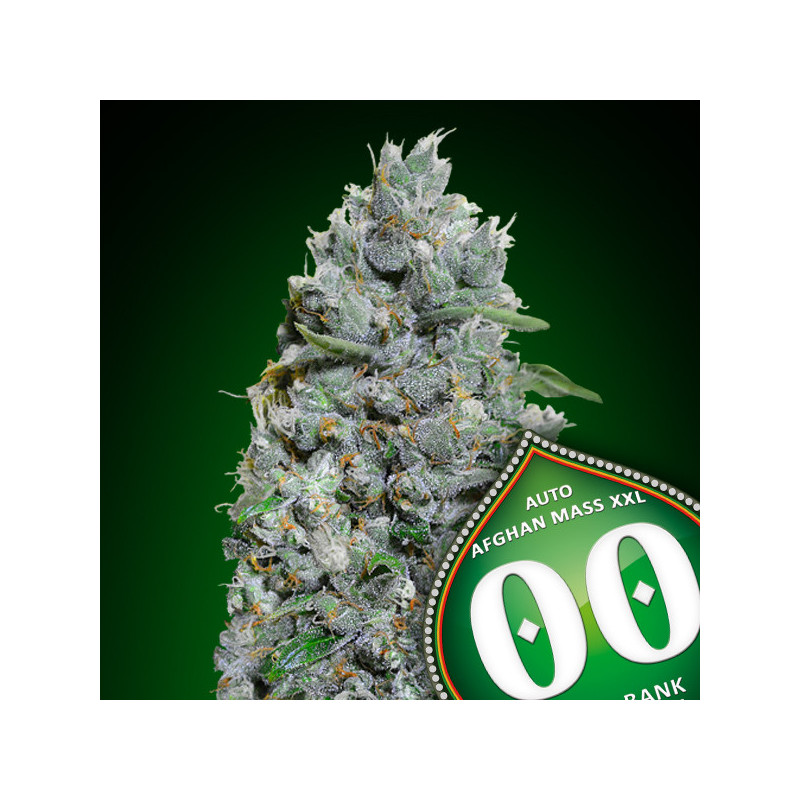 Auto afghan mass XXL - 00 seeds bank