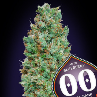 Auto blueberry 00 seeds bank