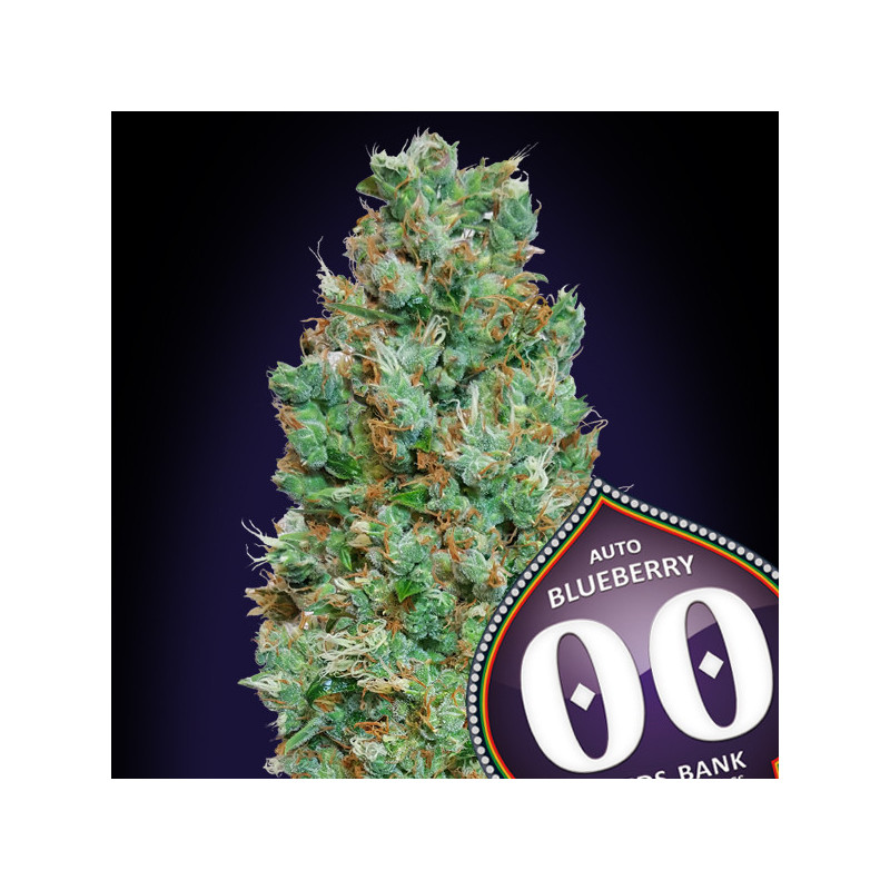 Auto blueberry 00 seeds bank