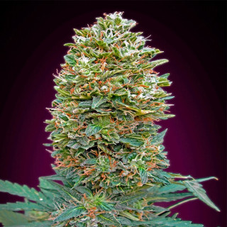 Auto Bubble Gum - 00 seeds bank - Graines de Collection