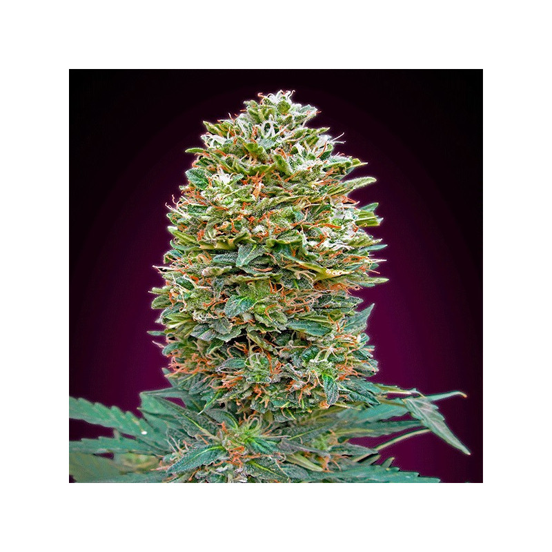Auto Bubble Gum - 00 seeds bank - Graines de Collection