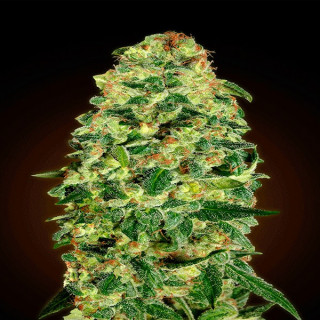 Auto california kush 00 seeds bank