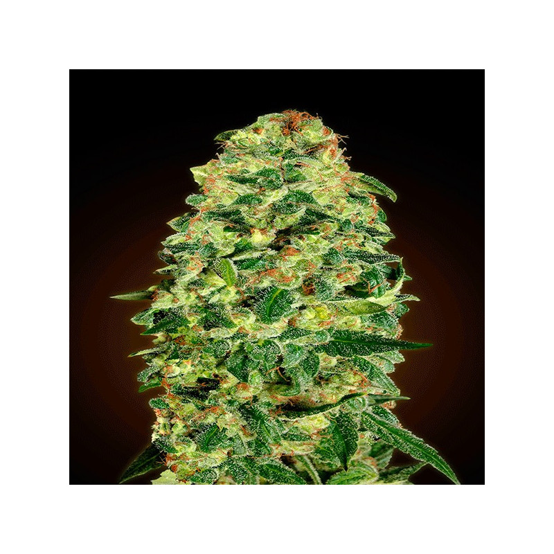Auto california kush 00 seeds bank
