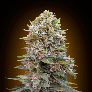 Auto cheese berry 00 seeds bank