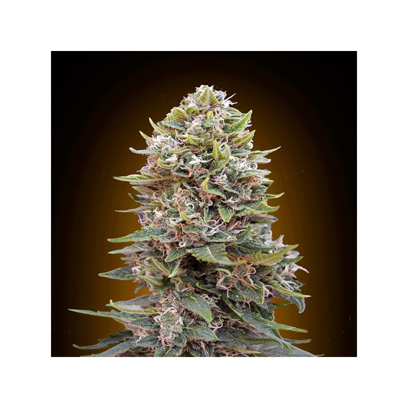 Auto cheese berry 00 seeds bank