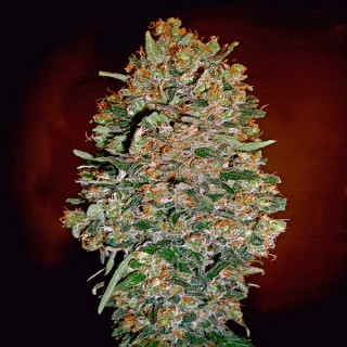 Auto Chocolate Skunk - 00 seeds bank - Graines de Collection