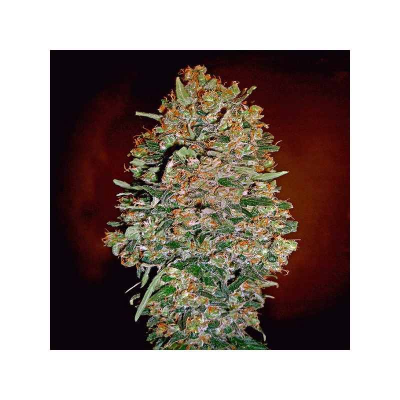 Auto Chocolate Skunk - 00 seeds bank - Graines de Collection