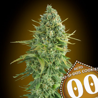 Auto do-si-dos cookies 00 seeds bank