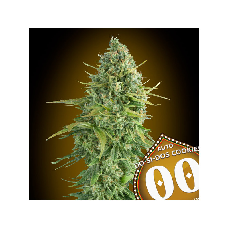 Auto do-si-dos cookies 00 seeds bank