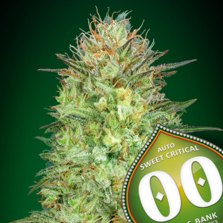 Auto sweet critical 00 seeds bank