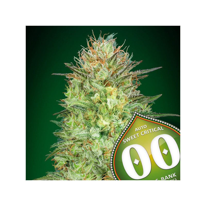 Auto sweet critical 00 seeds bank