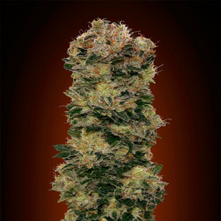 Auto sweet soma 00 seeds bank