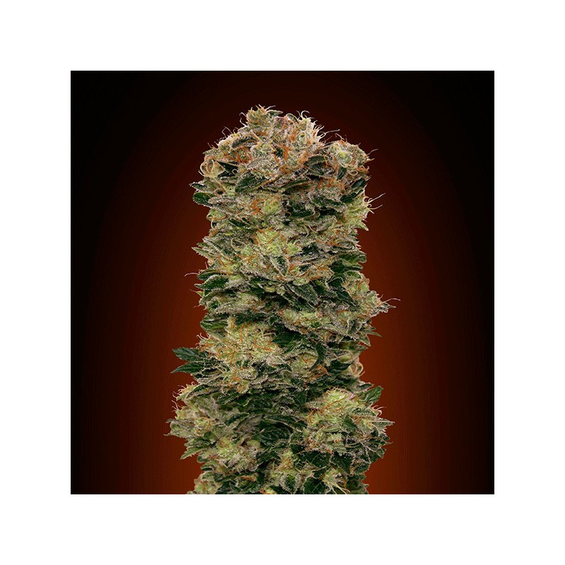 Auto Sweet Soma - 00 seeds bank - Graines de Collection