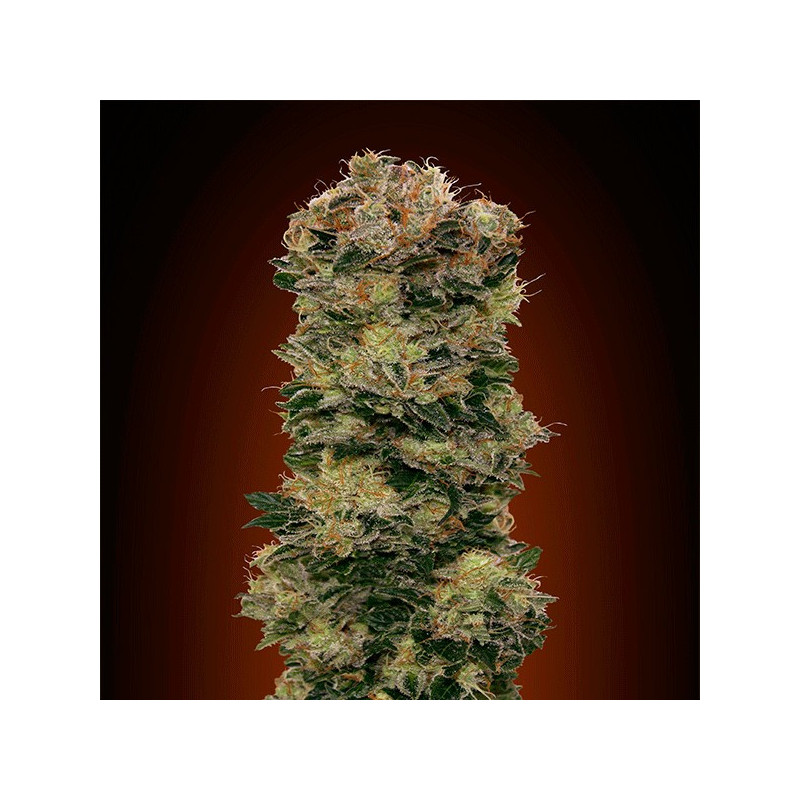 Auto Sweet Soma - 00 seeds bank - Graines de Collection