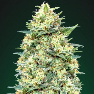 Auto white widow 00 seeds bank