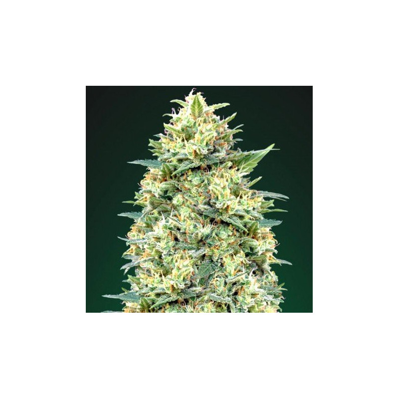 Auto White Widow - 00 seeds bank - Graines de Collection