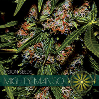 Mighty mango bud vision seeds féminisée