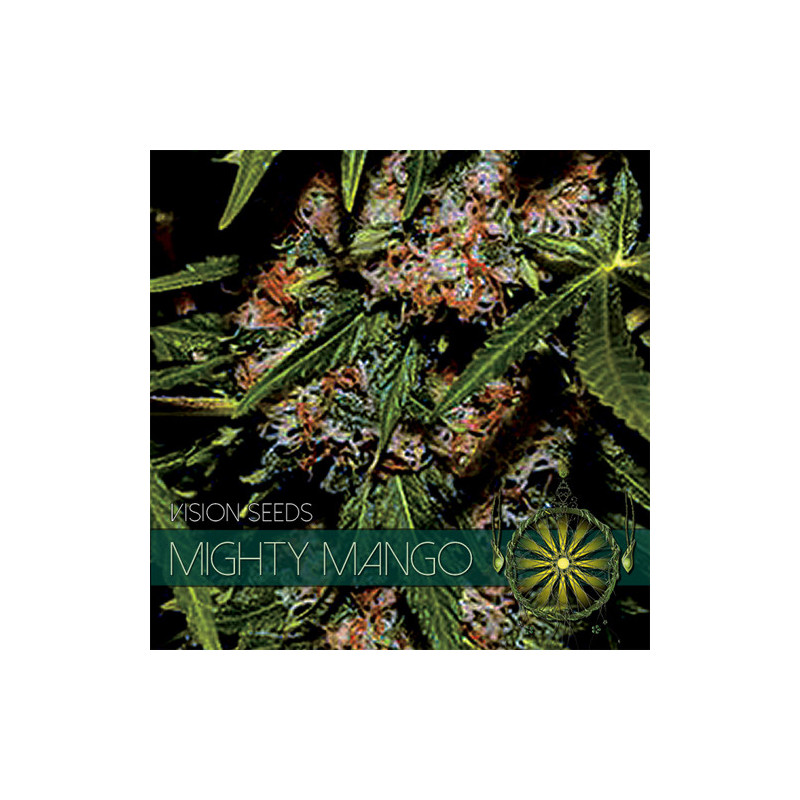 Mighty mango bud vision seeds féminisée