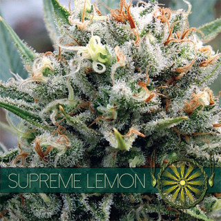 Supreme lemon vision seeds féminisée