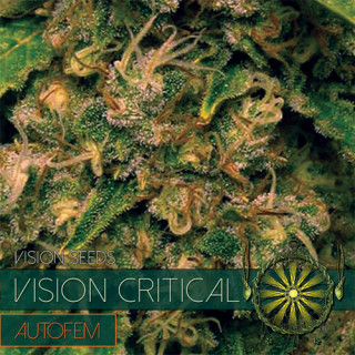 Vision critical auto vision seeds
