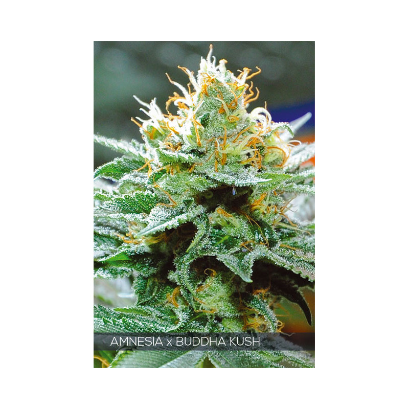 Amnesia x buddha kush vision seeds