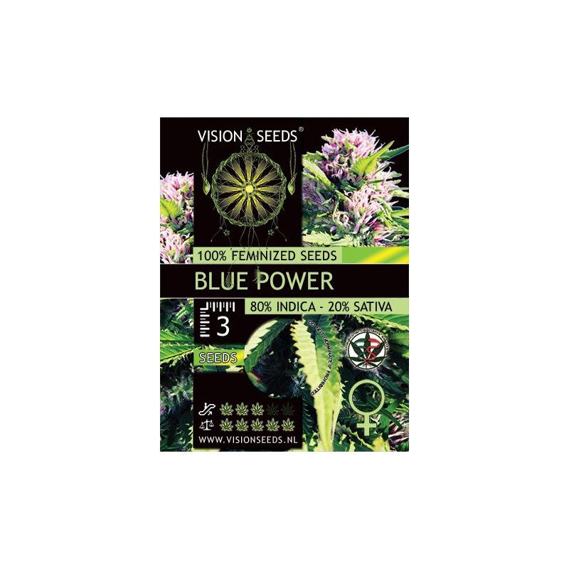 Blue power vision seeds féminisée