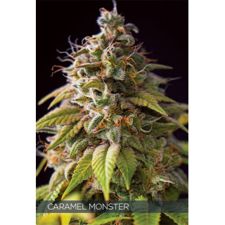 Caramel monster vision seeds féminisée