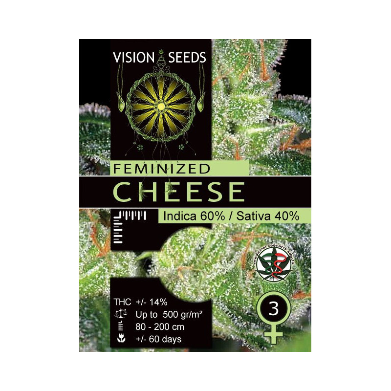 Cheese vision seeds féminisée