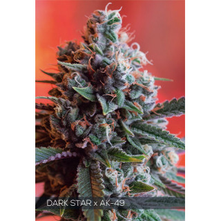 Dark star x ak 49 vision seeds féminisée