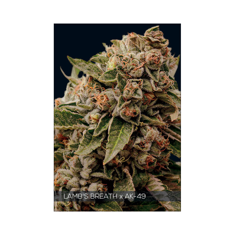 Lamb's breath x AK 49 vision seeds