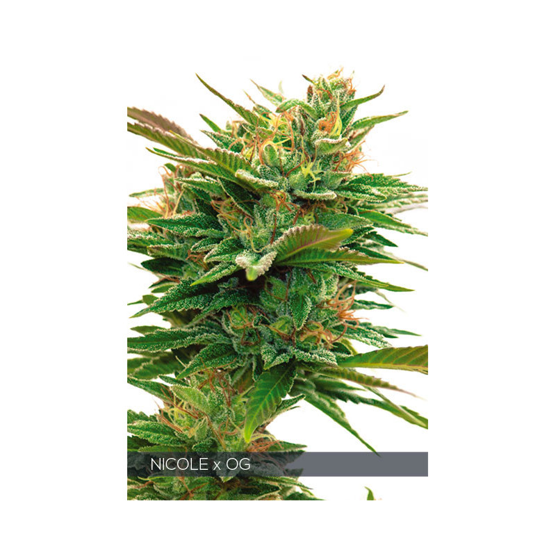 Nicole x OG vision seeds féminisée